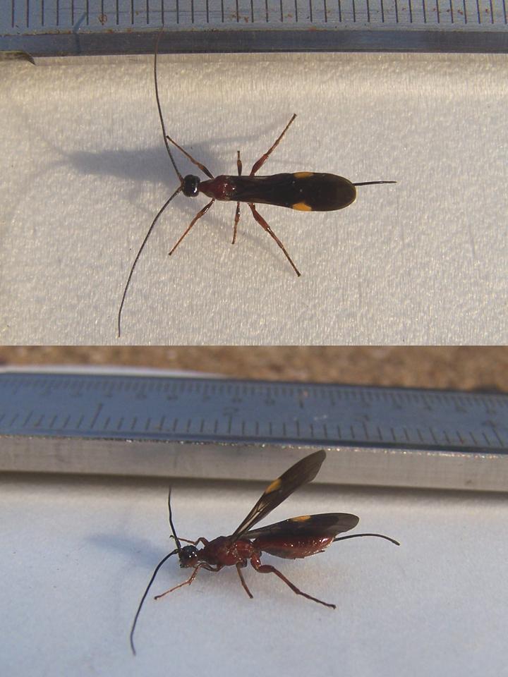 FIGURE 1 FIGURE 1
